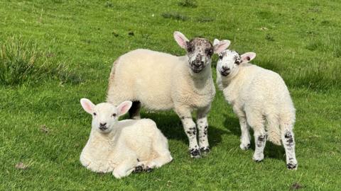 Three lambs in a field look at the camera, one is lying down and the other two are stood up