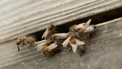 Bees on a hive