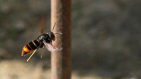 An Asian hornet flying with a blurred background behind.