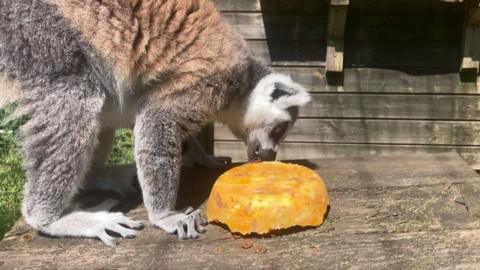 a black and white lemur licks a yellow frozen block of food amid hot weather