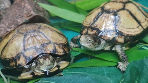 Coahuilan Box Turtles