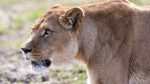 Lioness at Longleat