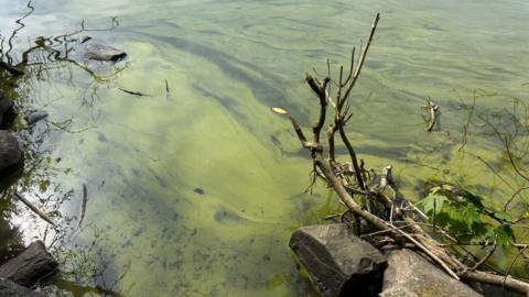 Greenish coloured water laps at the edge of the lake. Algal blooms are clear on the top of the water. Sticks and rocks mark the water's edge.