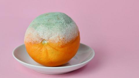 A mouldy orange on a saucer, sitting on a pink background