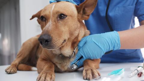 Dog being checked at the vet