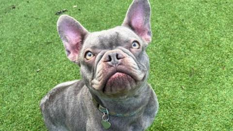 A French bulldog looking up while sitting on a fake lawn