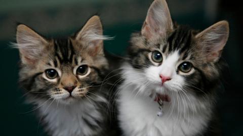 Two kittens next to each other looking at the camera. They have brown and white hair which is a little striped. The cat on the right has a collar.