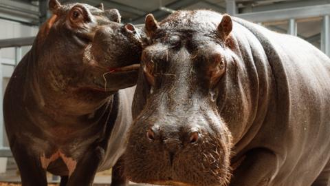 A close up image showing the two new hippos that have arrived at Longleat. The one in the foreground is looking at the camera while the other one looks off to the right.