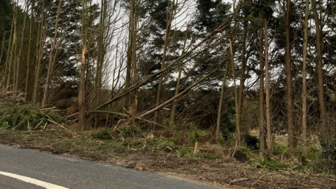 A row of spindly trees stand at the edge of a road, with green leaves on the top branches only. Some trees lie at a severe angle and look certain to fall soon. Broken branches and tree debris surround their bases. 