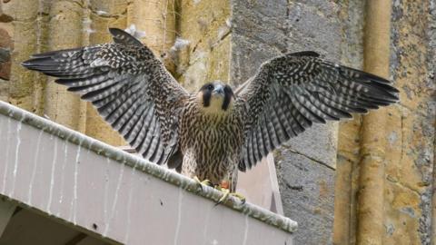 A peregrine falcon spreads its wings while sat on a platform with the abbey's façade behind it. The bird has brown and black patterned feathers across its body.