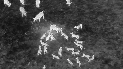 Elevated black-and-white night-vision image of a pride of lions fighting a herd of buffalo