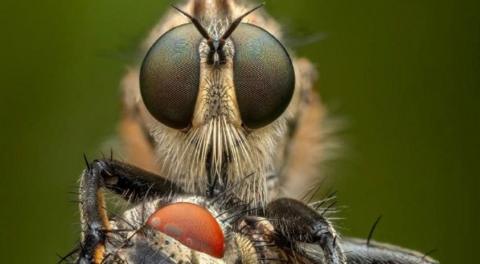 insect eating a fly