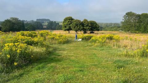 A dog walker can be seen on parkland with long grass with paths mown through and trees surrounding. Green fields in the distance.