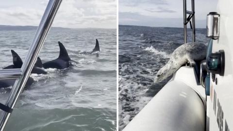 On the left of the image, the dorsal fins of three orcas can be seen cutting through turquoise water. On the right of the composite image, a seal is pictured curved over the side of a boat.