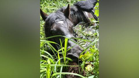 A close-up image of a dark brown horse stuck up to its neck in water in a river in which there is a lot of fauna and growth.