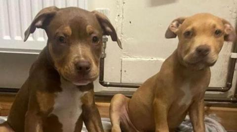 Two stolen Staffordshire Bull Terrier puppies. One dark brown with a white chest. The other light brown.