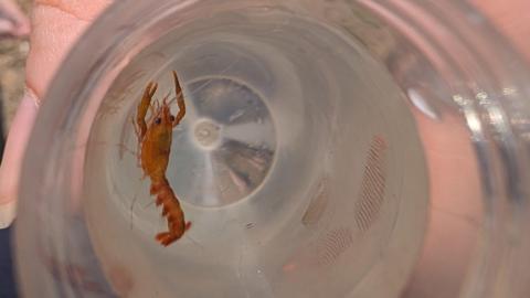 A close-up shows a small orange crustacean in a container being held above a sandy beach.