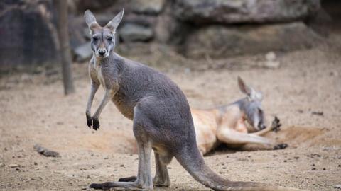 A Kangaroos looks directly at a camera