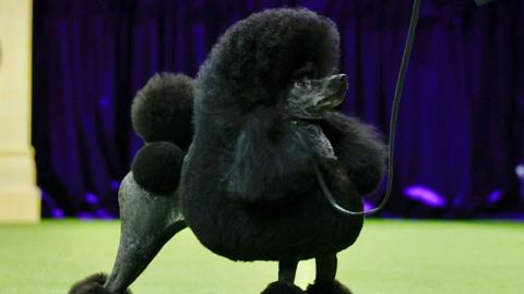 Sage, the Miniature Poodle 