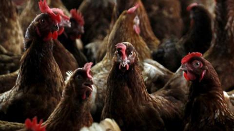 A group of about a dozen chickens are seen closely packed together.