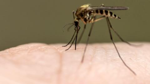 Mosquito on skin