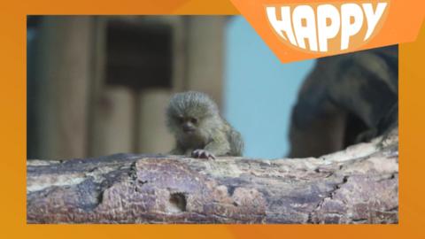 A tiny monkey and the happy logo