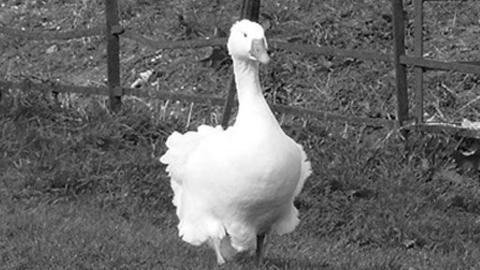 A goose