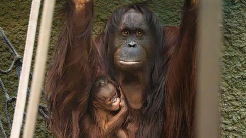 Bornean orangutun with baby