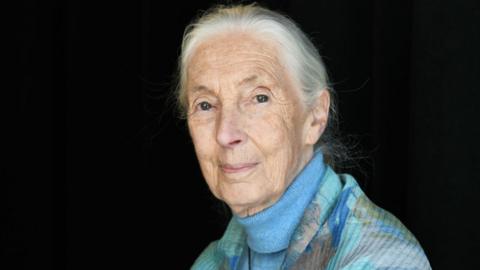 jane goodall.