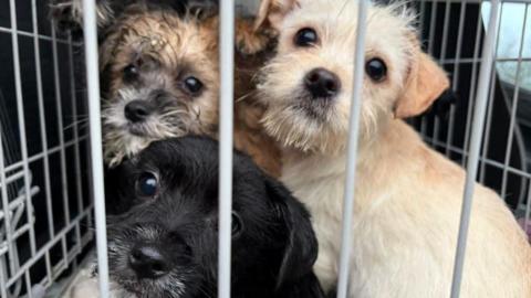 Three terrier type dogs - one black, one cream, one brown - all looking towards the camera from behind the bars of a crate.