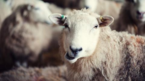 A sheep looking at the camera. It is surrounded by a herd of sheep.