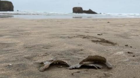 The photo shows several bits of Moonsnail egg casings washed up on Perranporth beach. The casings lie on the sand in the foreground, with the water in the distance. A headland can be seen on the left of the image, while centrally a small outcrop of rock can be seen.