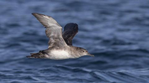 A Balearic shearwater bird in flight 