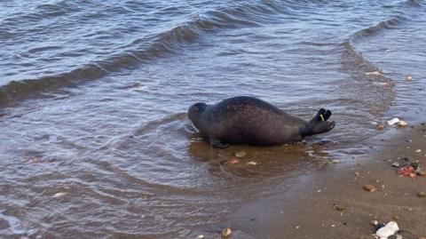 A seal lying on the waterline of a beach