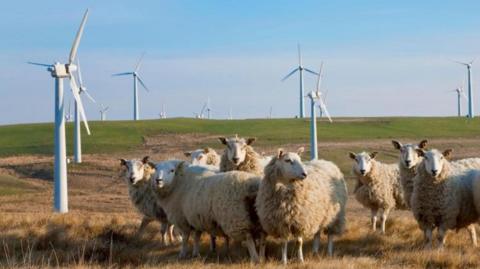 Sheep with wind turbines in the distance