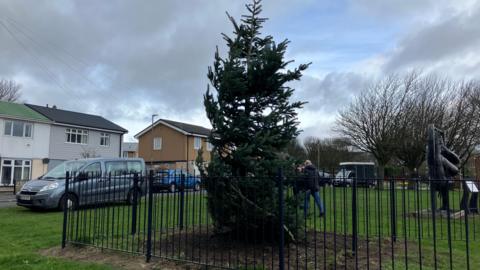 A large green fur tree which is being used as a Christmas tree in a village. It has been freshly planted, with new earth around the base and an iron fencing surrounding it. There are terraced houses in the street behind it.