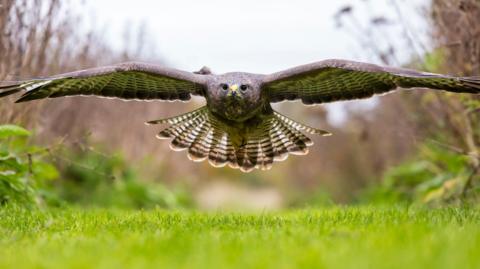 Buzzard