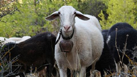 A greek sheep in a field with a bell round its neck 