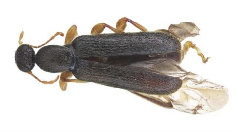 Photo of a new species of beetle from Madagascar, named in honour of Jersey author and naturalist Gerald Durrell.