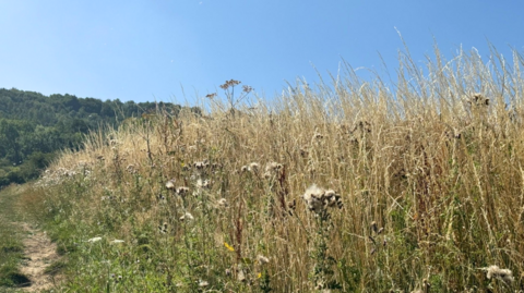Long dry grass in a field, with a small path visible to the left. Leckhampton Hill is in the background.