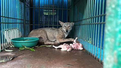 Uttar Pradesh: The child-killing wolves sparking panic in India - BBC News