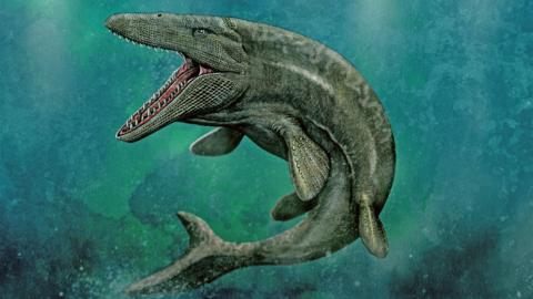 Illustration of what the sea dragon may have looked like 