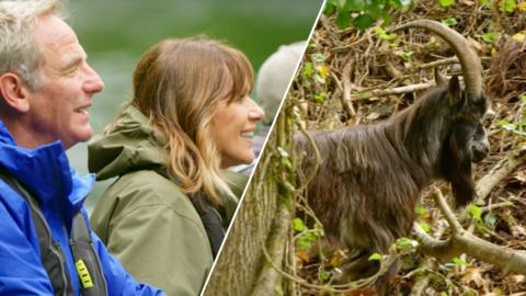 Robson Green and Carol Smillie looking at a wild goat