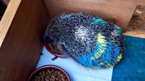 A hedgehog covered in colourful paint eating some food. 