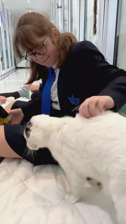 A girl in school uniform sat on the floor stroking a white cat