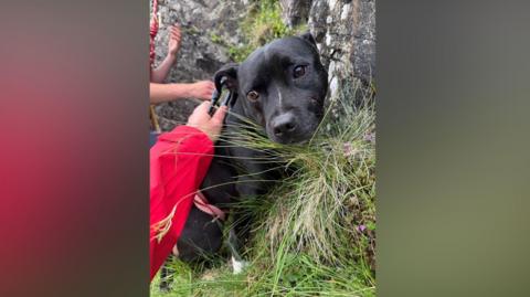 A black staffy-type dog perched onto a rock on a mountain. A mountain rescue volunteer is clipping the dog onto a harness.
