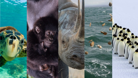 turtle, gorilla, rhino, oysters and penguins. 