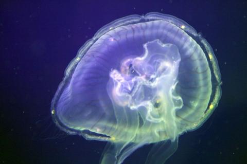 A moon jellyfish