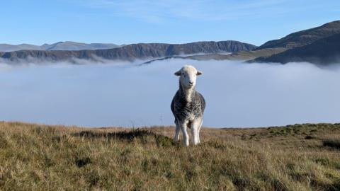 A Herdwick sheep above the cloud cover on Knott Rigg in the Newlands Valley, Lake District.