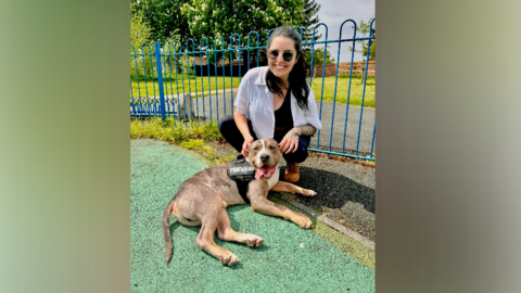 A bull breed dog, white and brown, has his tongue out and lies on the floor, leaning next to his new owner, a woman with black hair, wearing sunglasses, kneeling down to pose for the camera, smiling, in a park